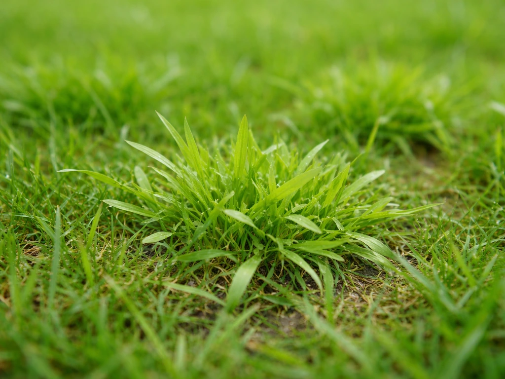 Close-up van straatgras (Poa annua) in een gazon met lichtgele lichtgroene polletjes.