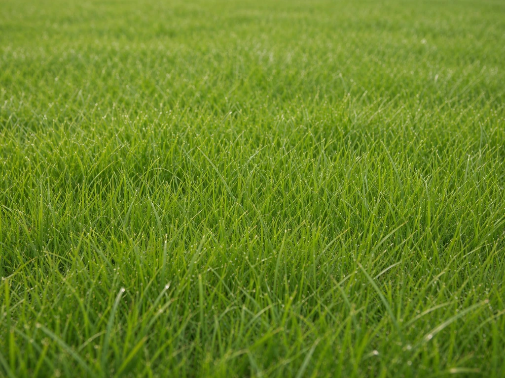 Dicht, egaal weidegras-gazon met zichtbare grasmatstructuur in een eenvoudige buitenopname