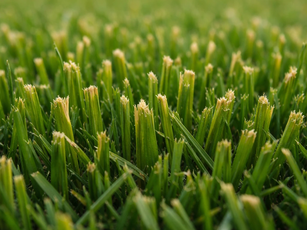 Close-up van gemaaid gras met rafelige snijranden en geelbruine toppen, bot mes-effect.